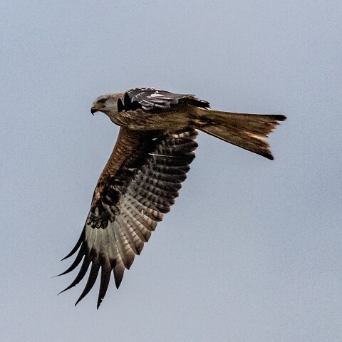 Red-Kite-2018-11-26-7