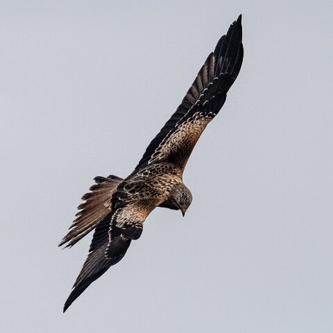 Red-Kite-2018-11-26-8