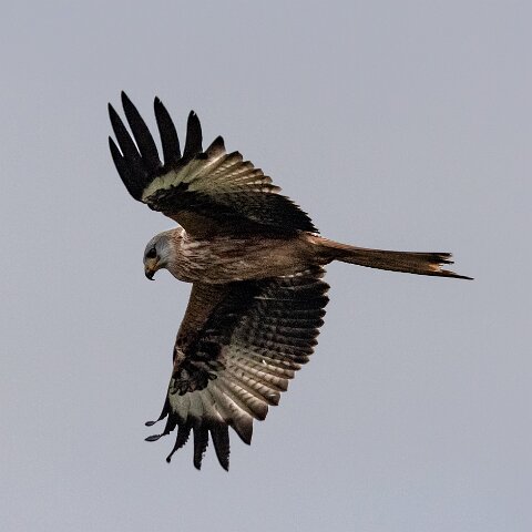 Red-Kite-2018-11-26-9