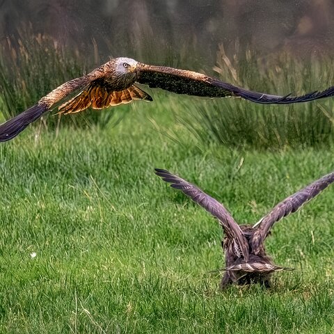 Buzzards-2025-11-12-1