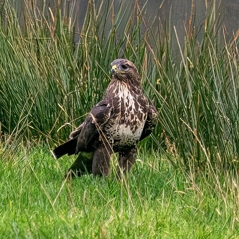 Buzzards-2025-11-12-10