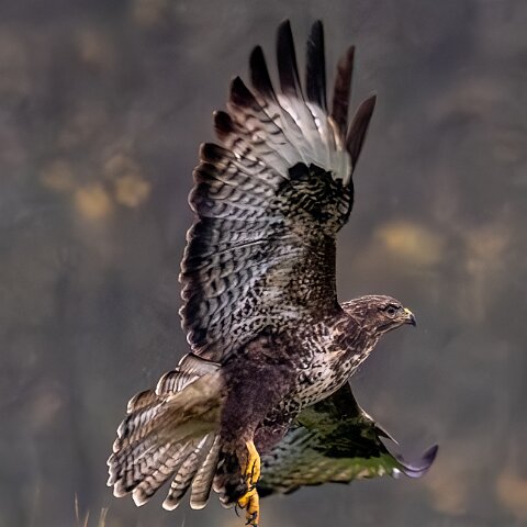 Buzzards-2025-11-12-11