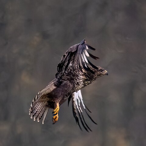 Buzzards-2025-11-12-12