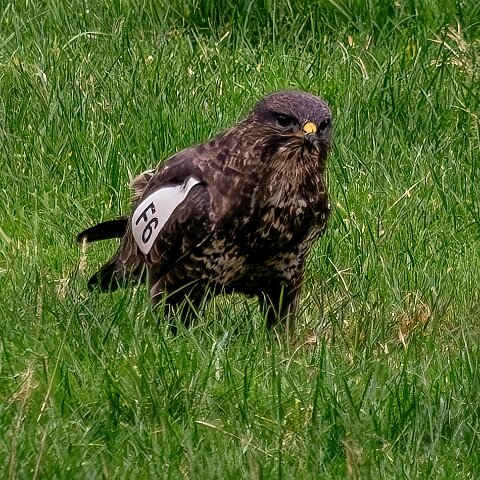 Buzzards-2025-11-12-13