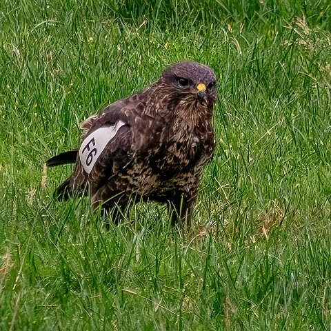 Buzzards-2025-11-12-14