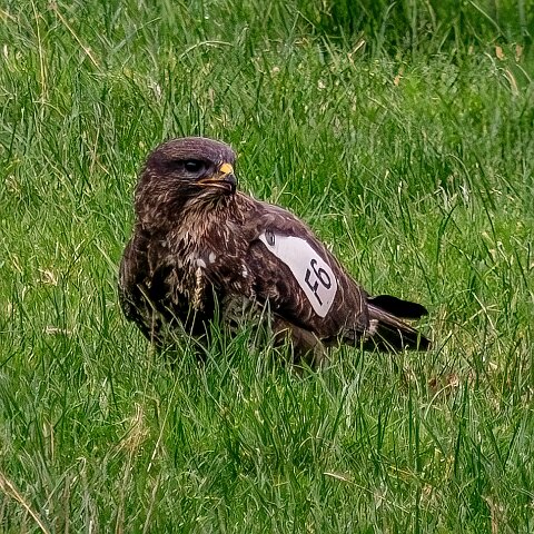 Buzzards-2025-11-12-15