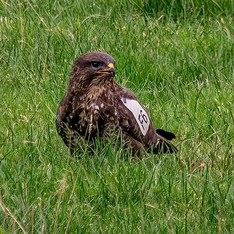 Buzzards-2025-11-12-16