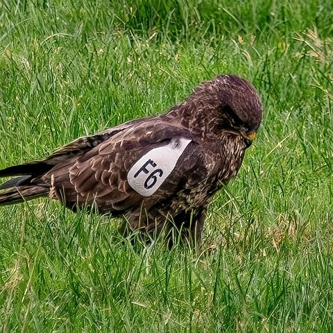 Buzzards-2025-11-12-17