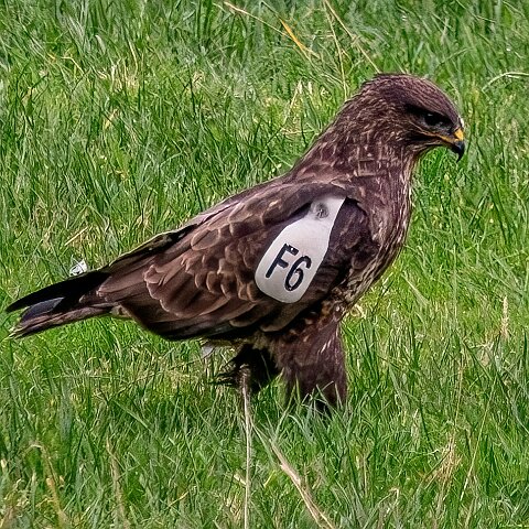 Buzzards-2025-11-12-18