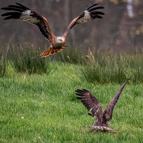 Buzzards-2025-11-12-2