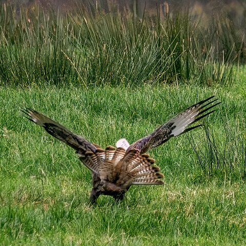 Buzzards-2025-11-12-3