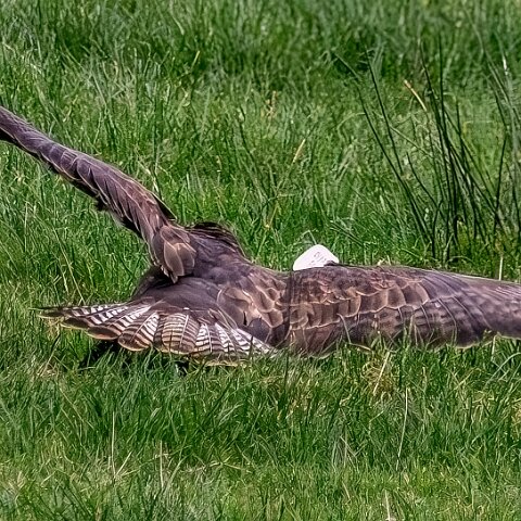 Buzzards-2025-11-12-4