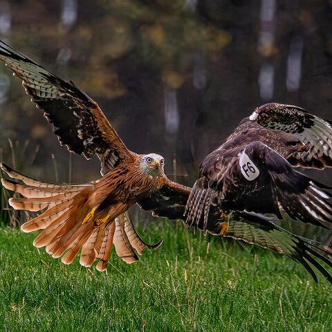 Buzzards-2025-11-12-5