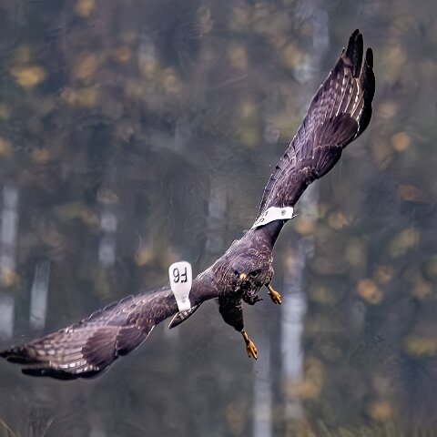 Buzzards-2025-11-12-6