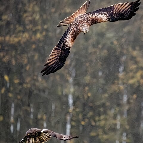 Buzzards-2025-11-12-7