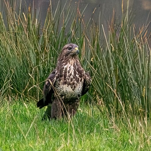 Buzzards-2025-11-12-8