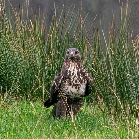 Buzzards-2025-11-12-9