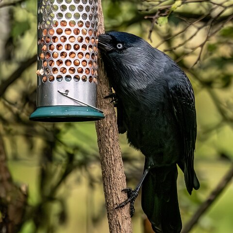Jackdaw-2025-11-12-1