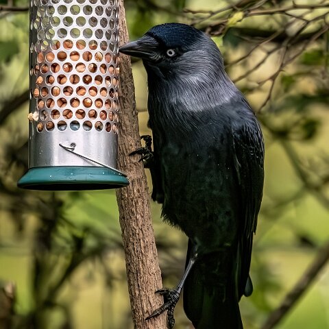 Jackdaw-2025-11-12-2