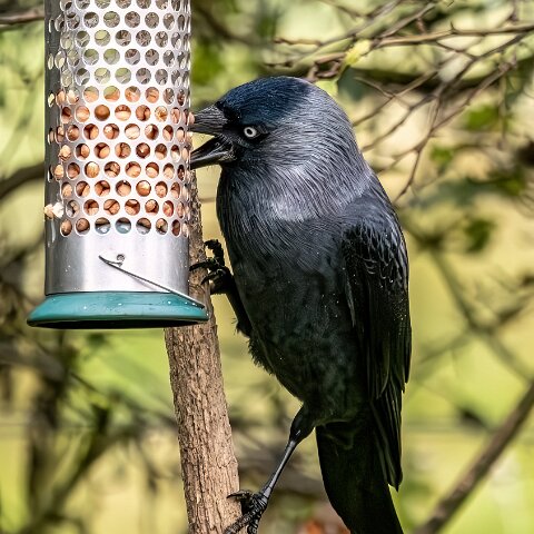 Jackdaw-2025-11-12-3