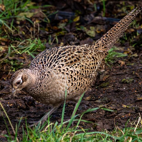 Pheasants-2025-11-12-1