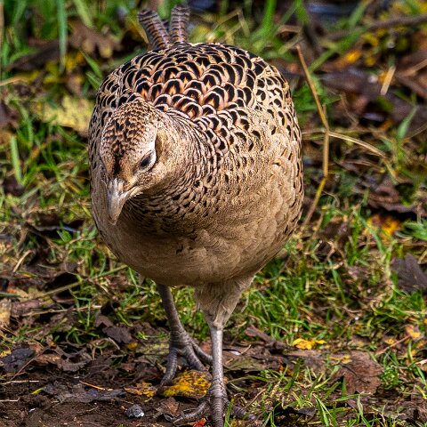 Pheasants-2025-11-12-2
