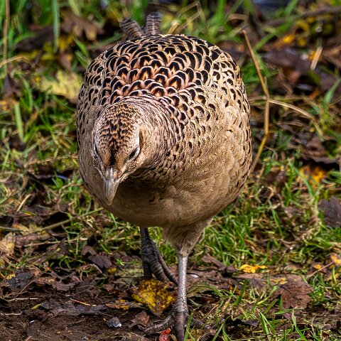 Pheasants-2025-11-12-3