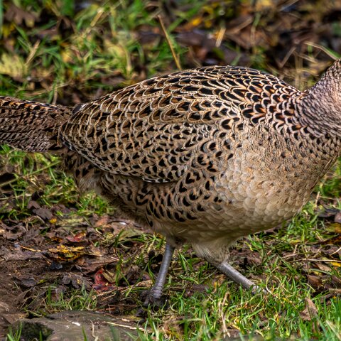 Pheasants-2025-11-12-4