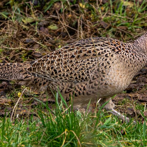 Pheasants-2025-11-12-5