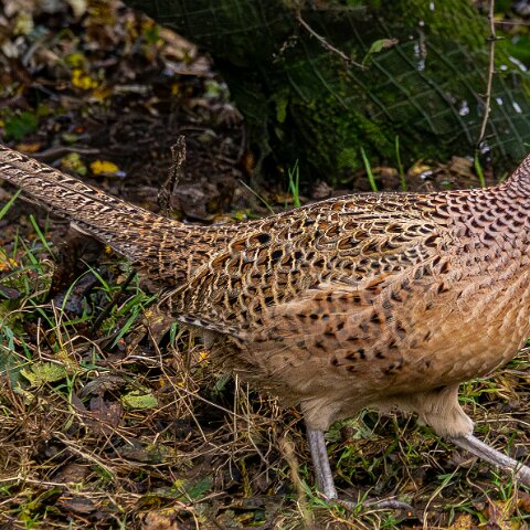 Pheasants-2025-11-12-7