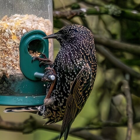 Starling-2025-11-12-1