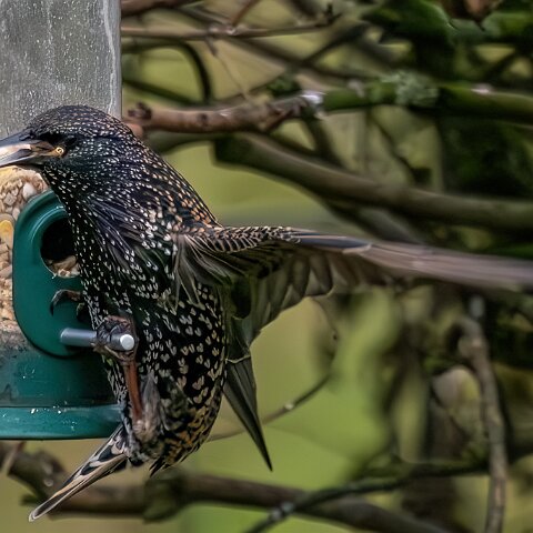 Starling-2025-11-12-2