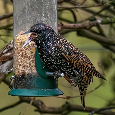 Starling-2025-11-12-3