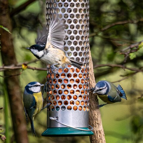 Bird-Feeder-2025-11-12-1