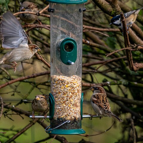Bird-Feeder-2025-11-12-10