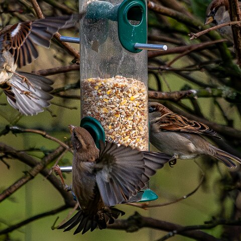 Bird-Feeder-2025-11-12-11
