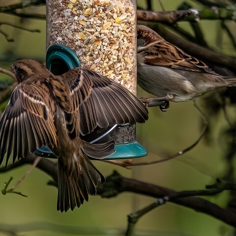 Bird-Feeder-2025-11-12-12