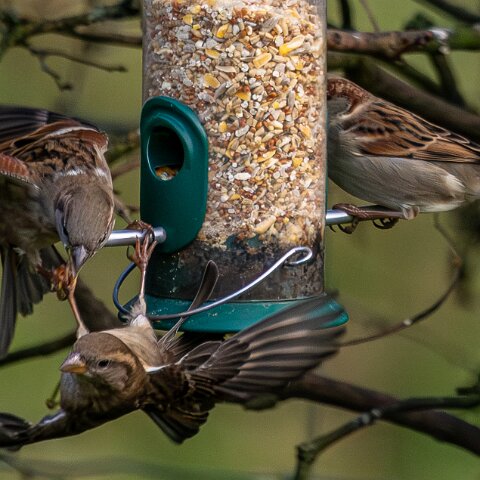 Bird-Feeder-2025-11-12-13