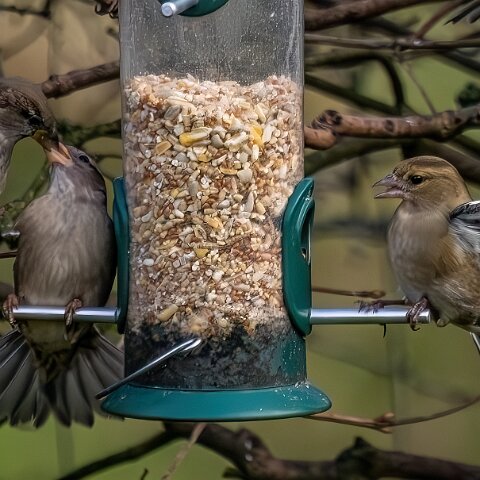 Bird-Feeder-2025-11-12-14