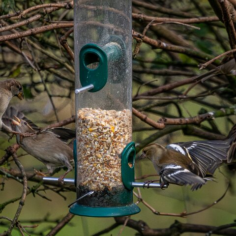 Bird-Feeder-2025-11-12-15