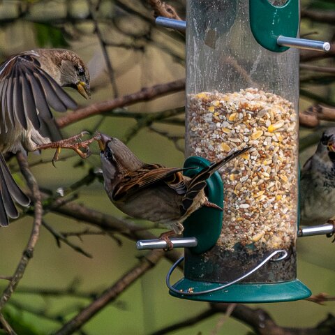 Bird-Feeder-2025-11-12-16