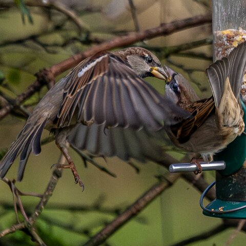 Bird-Feeder-2025-11-12-17
