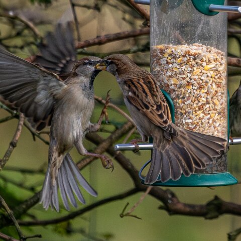 Bird-Feeder-2025-11-12-18