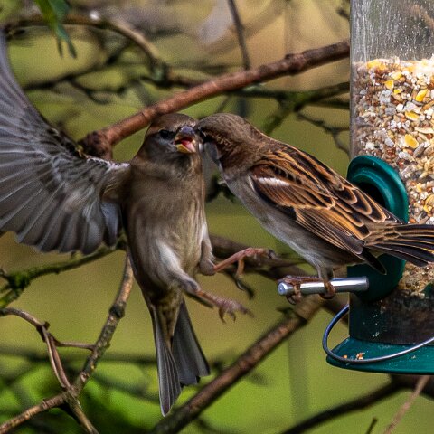 Bird-Feeder-2025-11-12-19