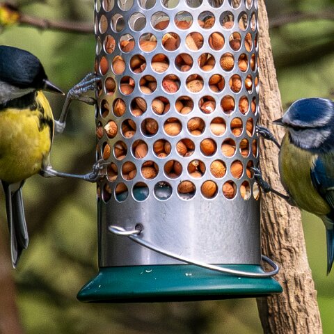 Bird-Feeder-2025-11-12-2