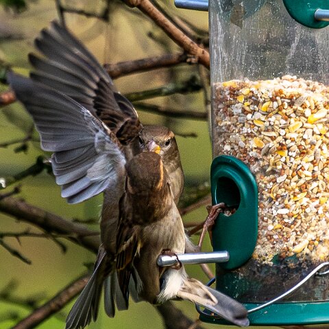 Bird-Feeder-2025-11-12-20