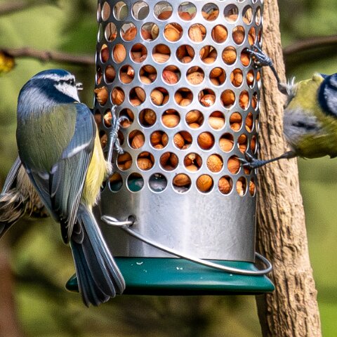 Bird-Feeder-2025-11-12-3
