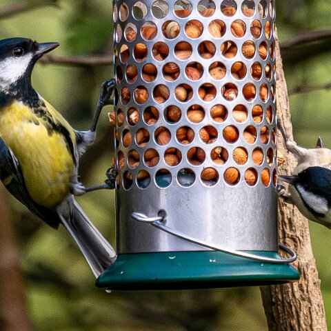Bird-Feeder-2025-11-12-4