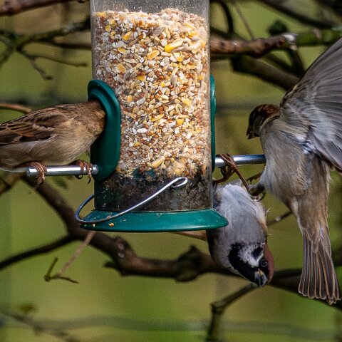 Bird-Feeder-2025-11-12-5