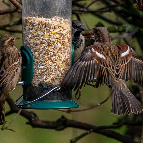 Bird-Feeder-2025-11-12-6